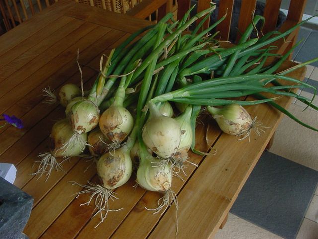 090 FENROCK F1 WINTER